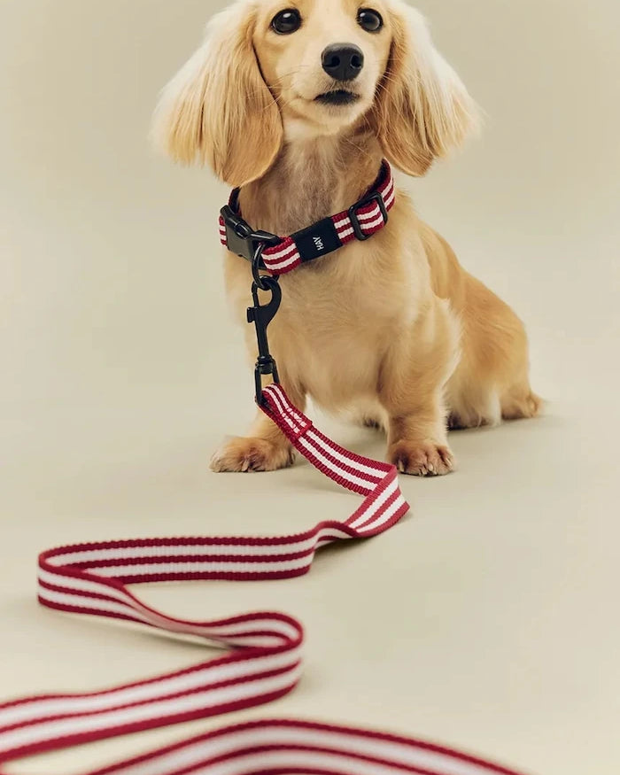 HAY Köpek Tasması M/L