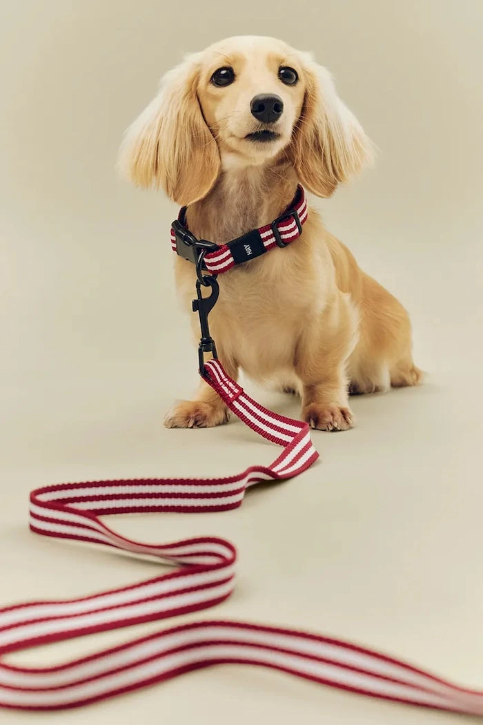 HAY Köpek Tasması M/L