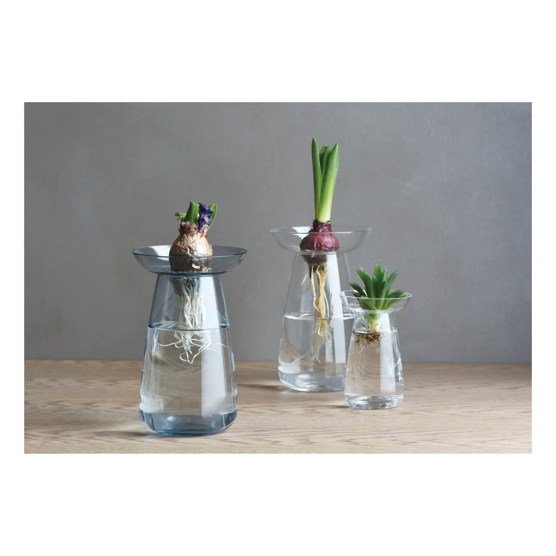 Kinto - Aquaculture Glass Vase | Transparent