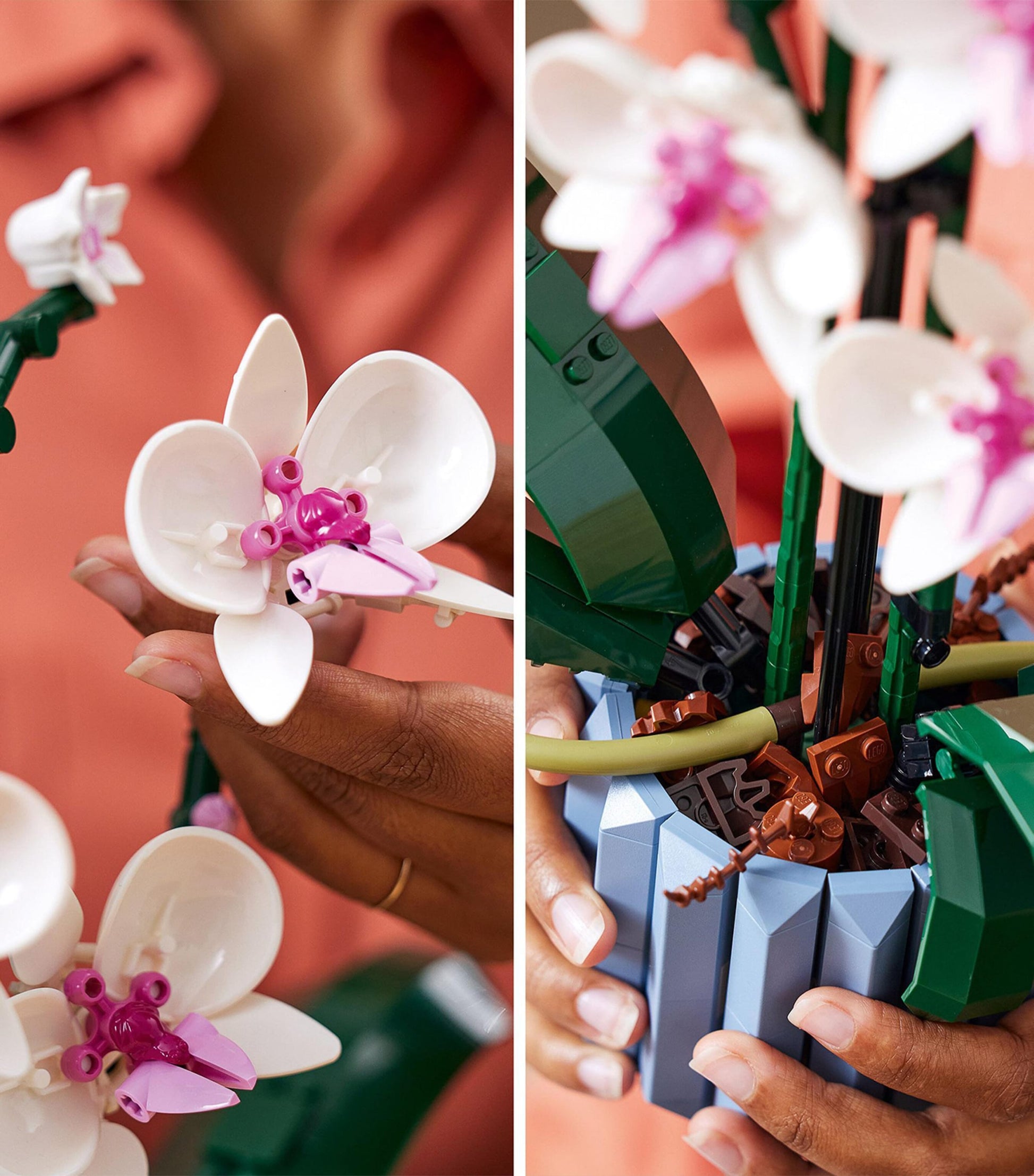 Orchid Display 10311