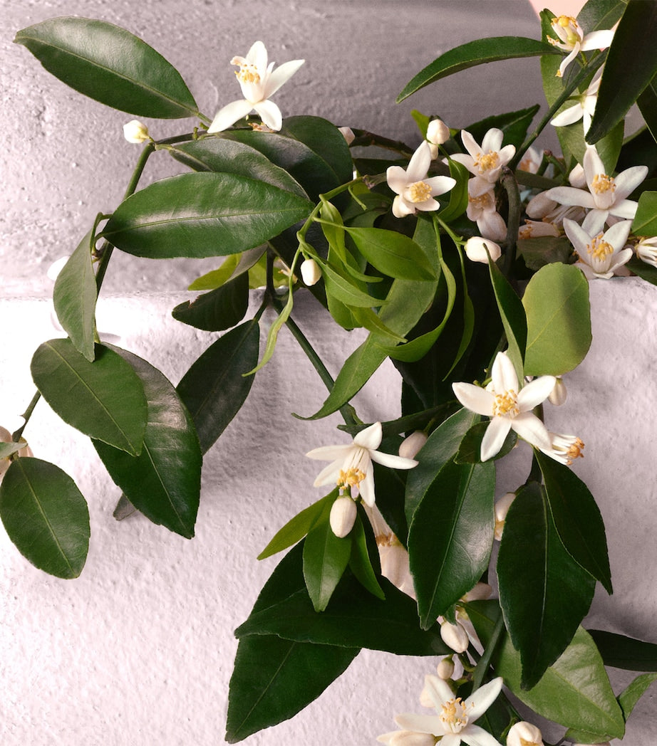 Devotion Eau de Parfum Intense (30ml)