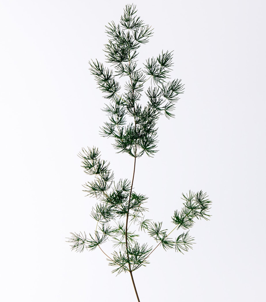 LOEWE Solo Cedro Eau de Toilette (50ml)