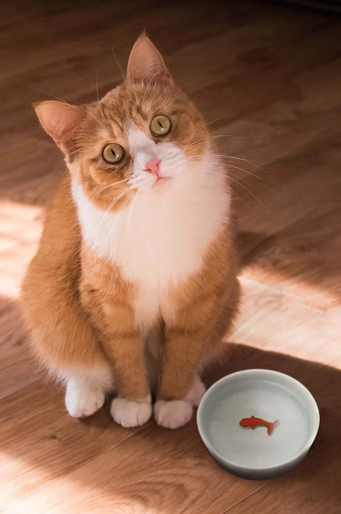 Luckies of London Goldfish Kedi Su Kabı