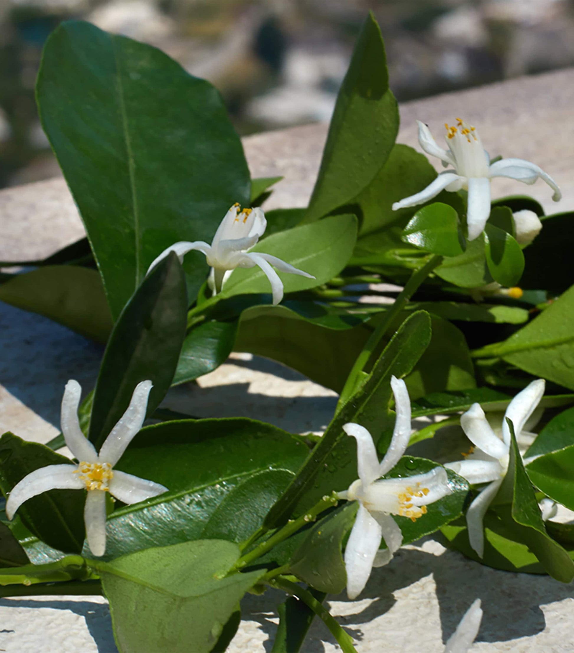 Dolce & Gabbana Devotion Eau de Parfum (100ml)