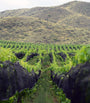 Catena Mundus Bacillus Terra Malbec (2021) - Mendoza, Argentina