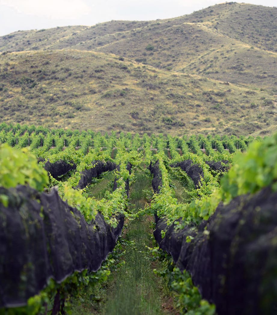 Catena Mundus Bacillus Terra Malbec (2021) - Mendoza, Argentina