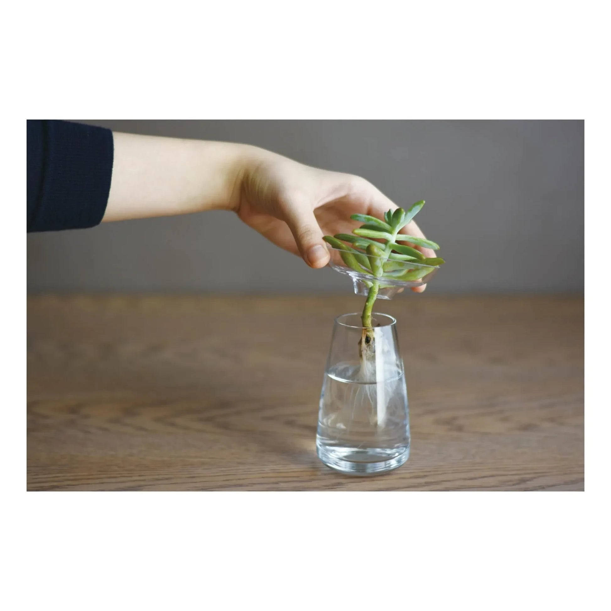 Kinto - Aquaculture Glass Vase | Transparent
