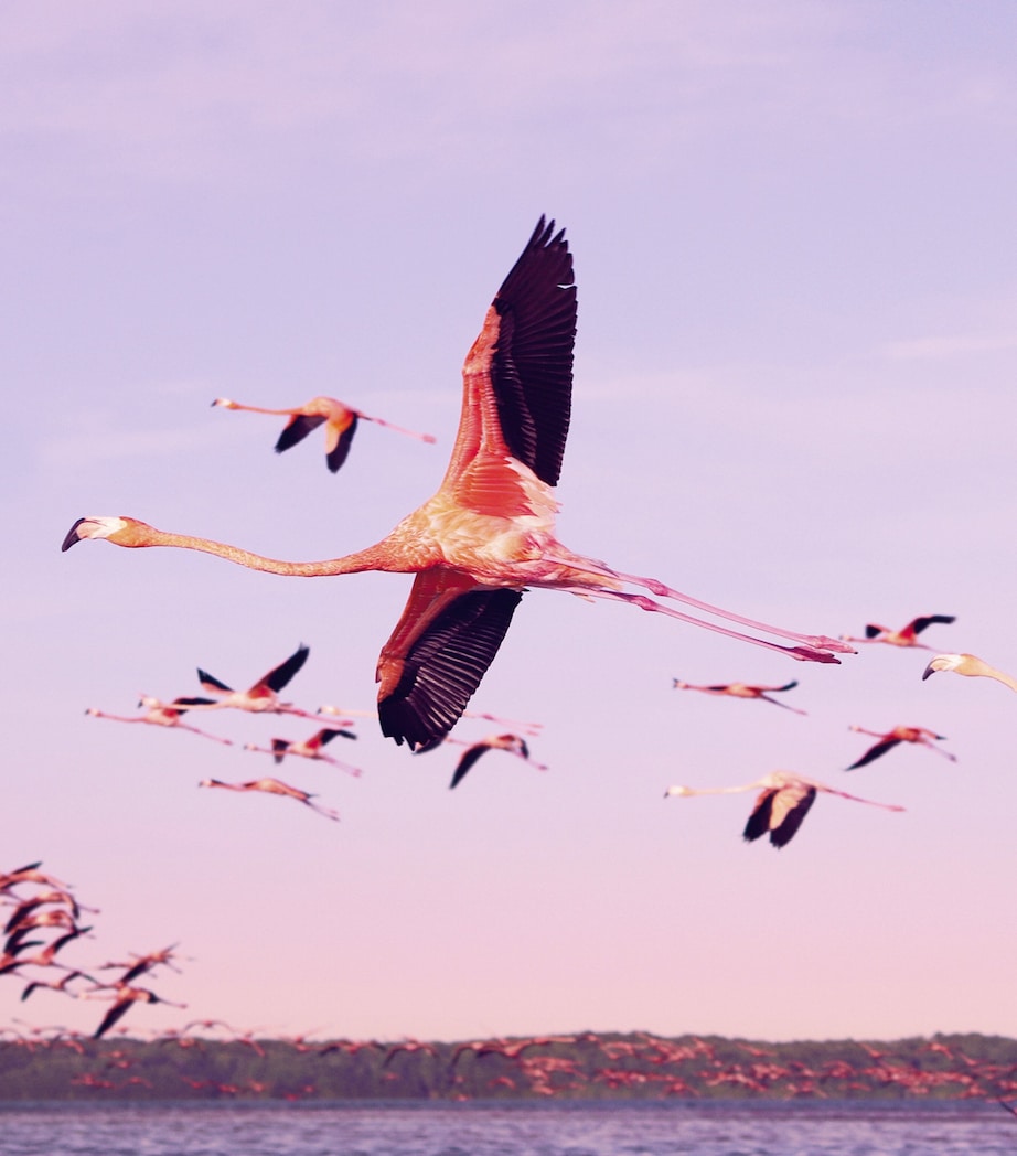 Flamingo Lip Chic Lipstick