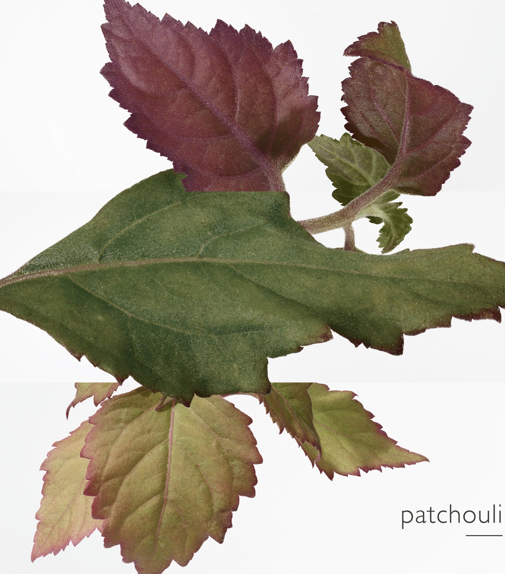 HERMÈS Elixir des Merveilles Eau de Parfum