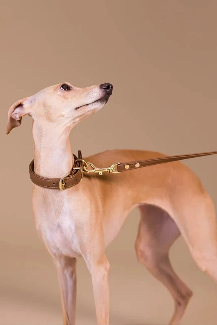 PAIKKA Köpek Tasması S
