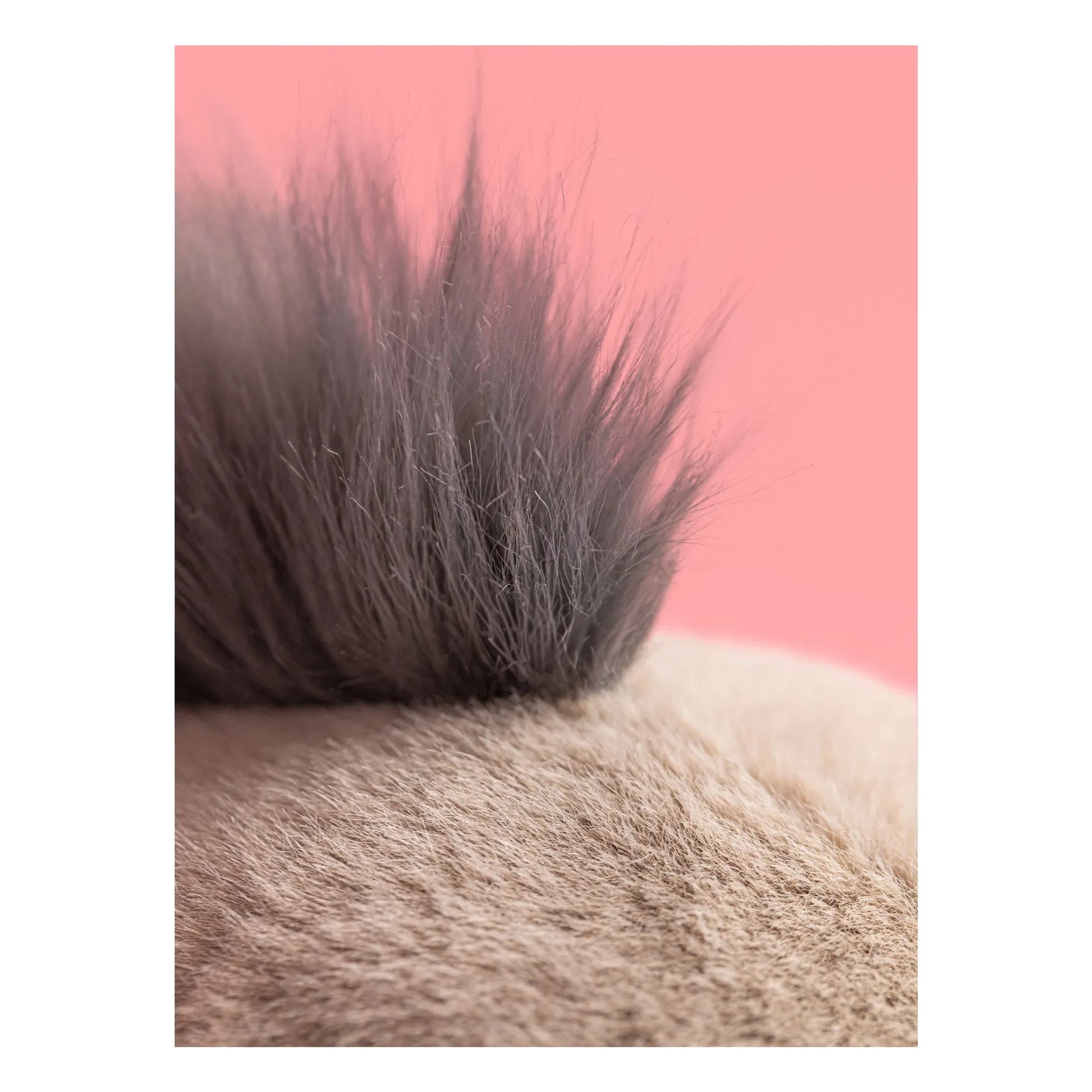 Jellycat - Roarwell walrus plush