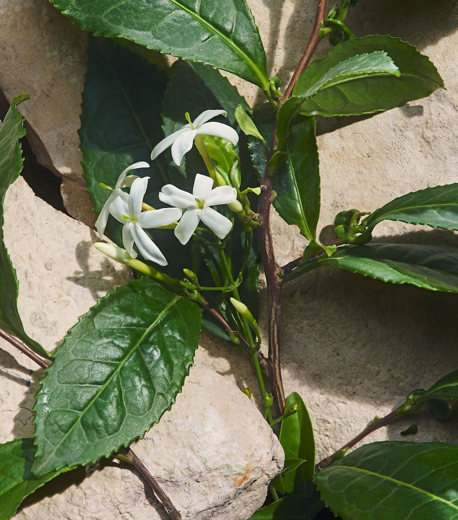 Dolce & Gabbana Light Blue Capri in Love Eau de Parfum (100ml)