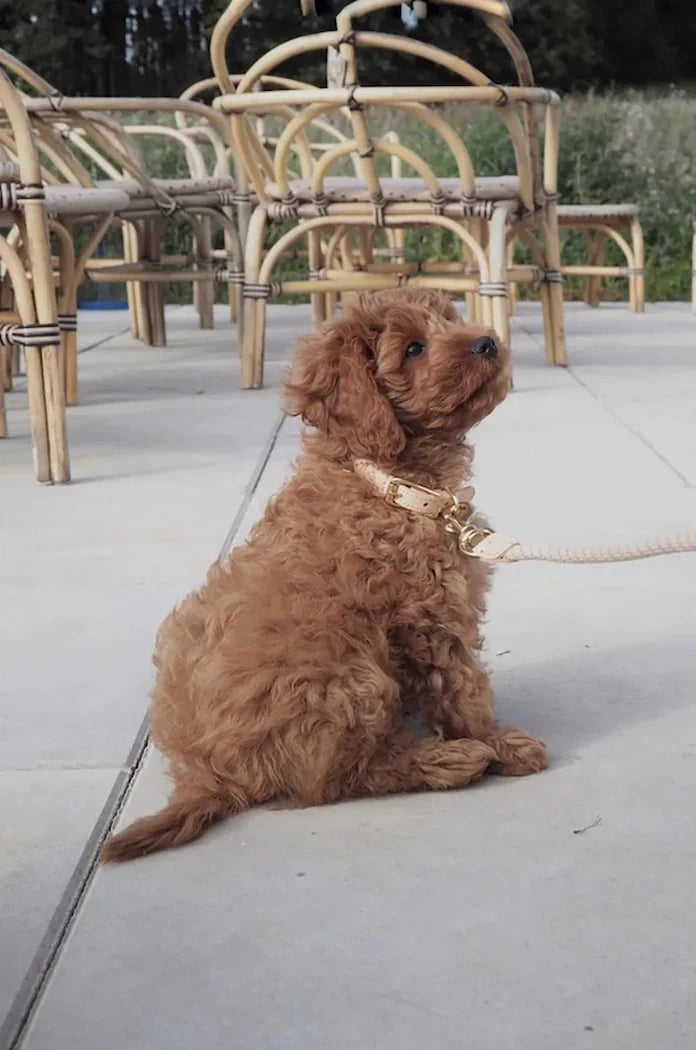 Нашийник за куче OYOY Perry Dog Collar M