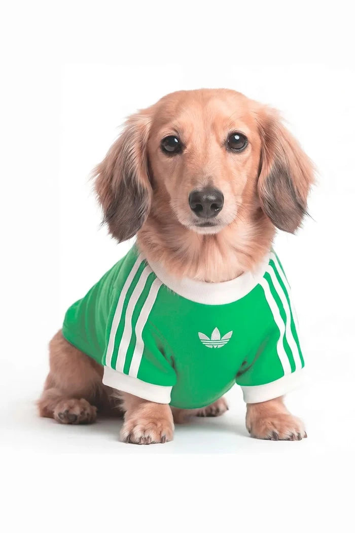 adidas Originals Evcil Hayvan Pet Cali