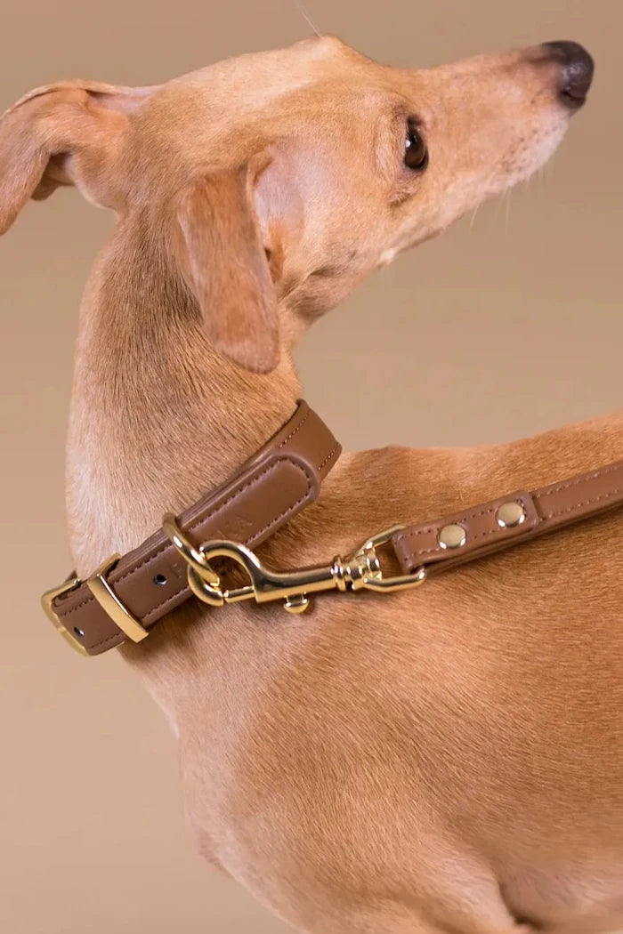 PAIKKA Köpek Tasması XS