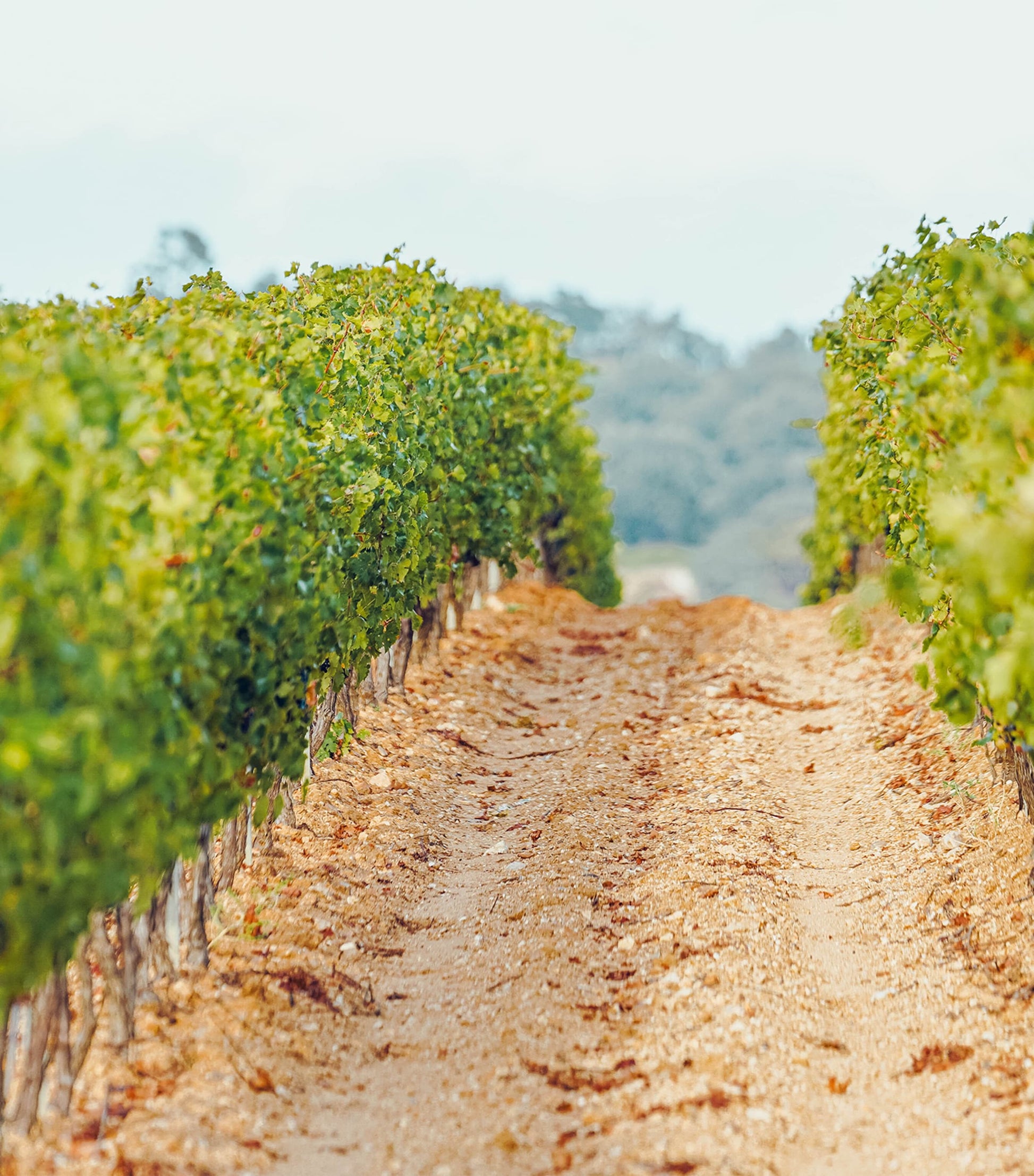 Hanikon Hanikon Côtes de Provence Rosé, 2024 (75cl) - Côtes de Provence, France
