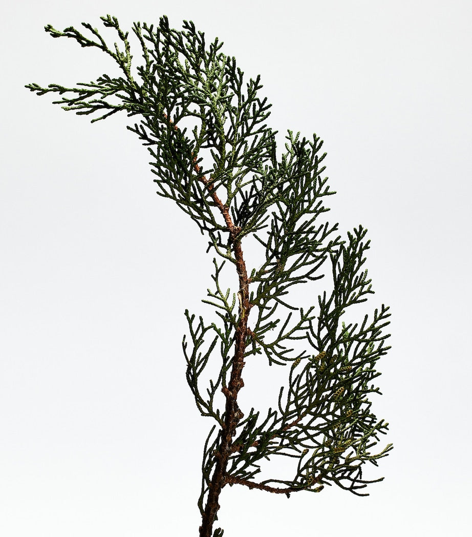 Loewe 001 Man Eau de Parfum (50ml)