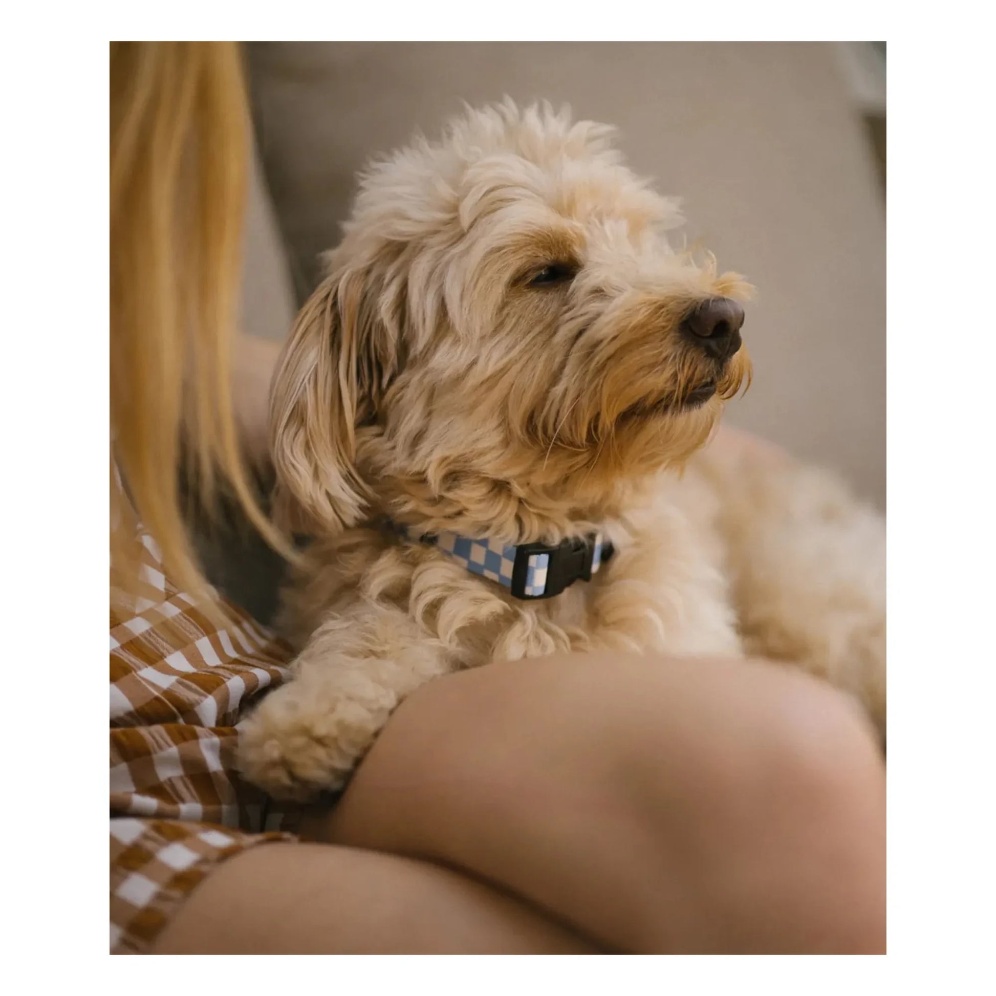 Cafide - Juno dog collar | Light blue