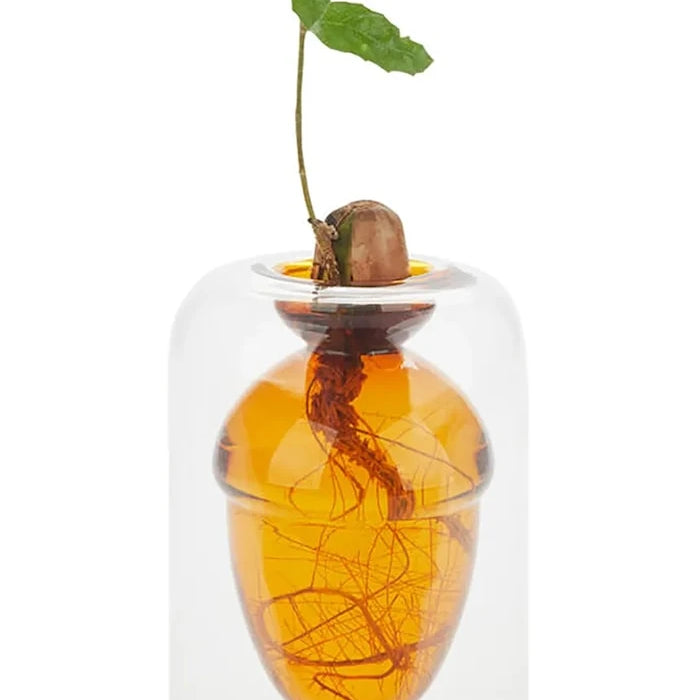 Balvi Acorn Tohum Yetiştirme Vazosu 12 x 8,4 x 8,4 cm
