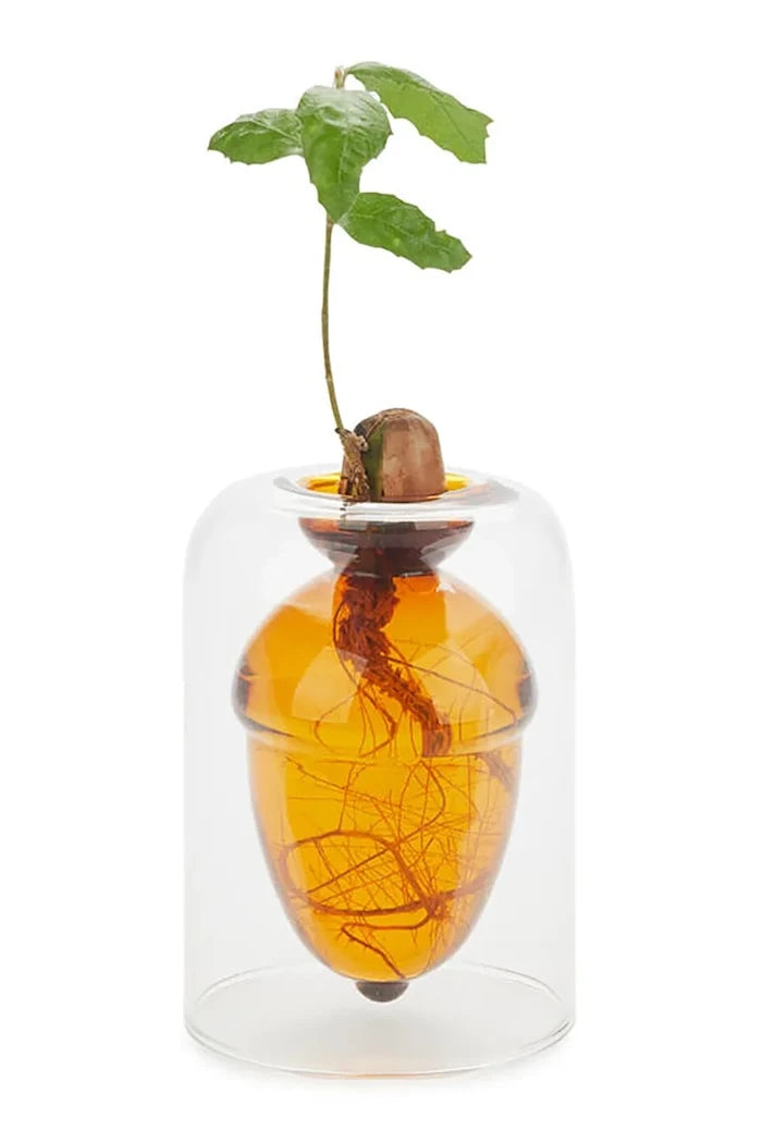 Balvi Acorn Tohum Yetiştirme Vazosu 12 x 8,4 x 8,4 cm