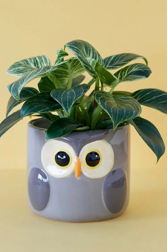 Balvi Owl Saksı 11,7 x 13,5 cm