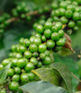 Stony Groves Salted Fresh Kampot Pepper (100g)