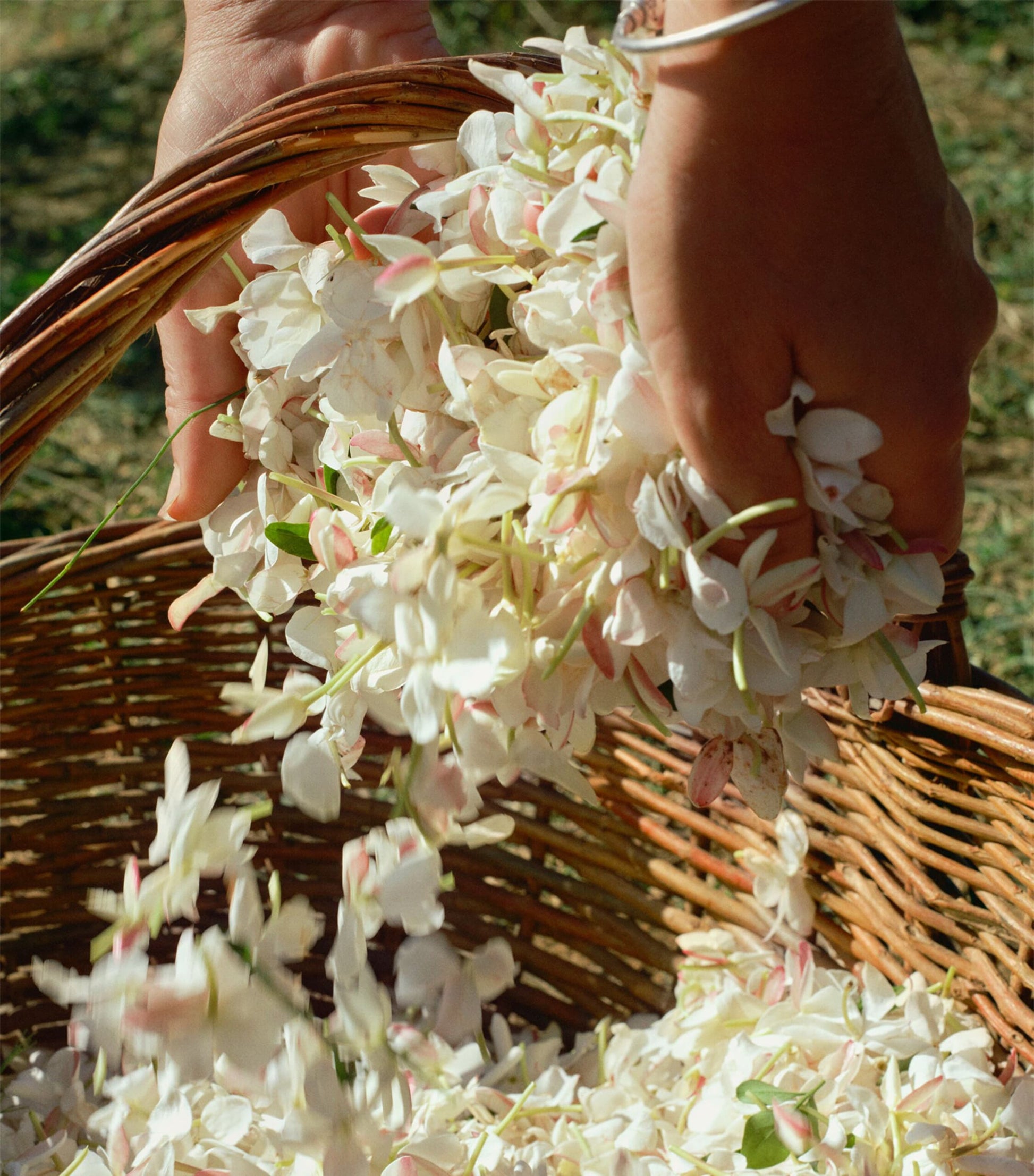 Gelsomino a Freddo Eau de Parfum (50ml)