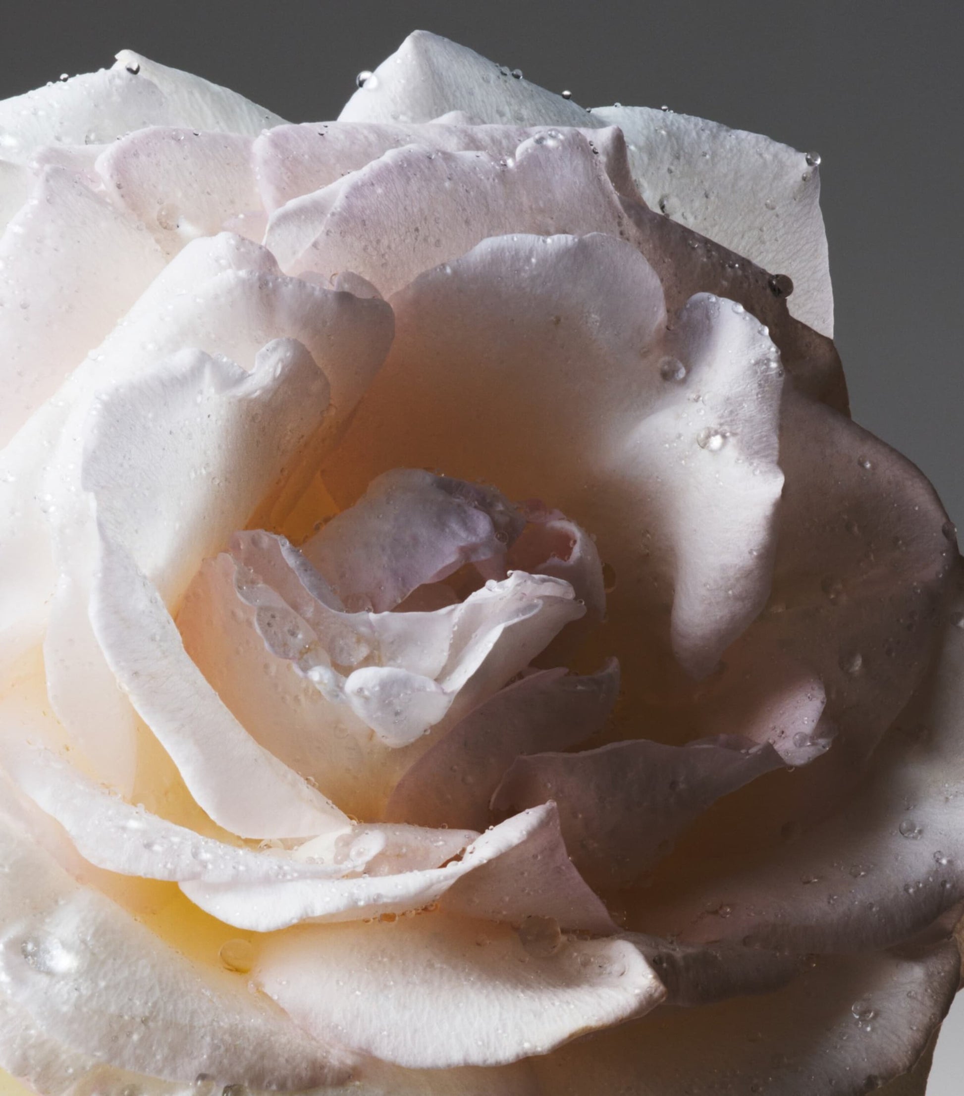 Gucci The Alchemist’s Garden Tears from the Moon Eau de Parfum (50ml)