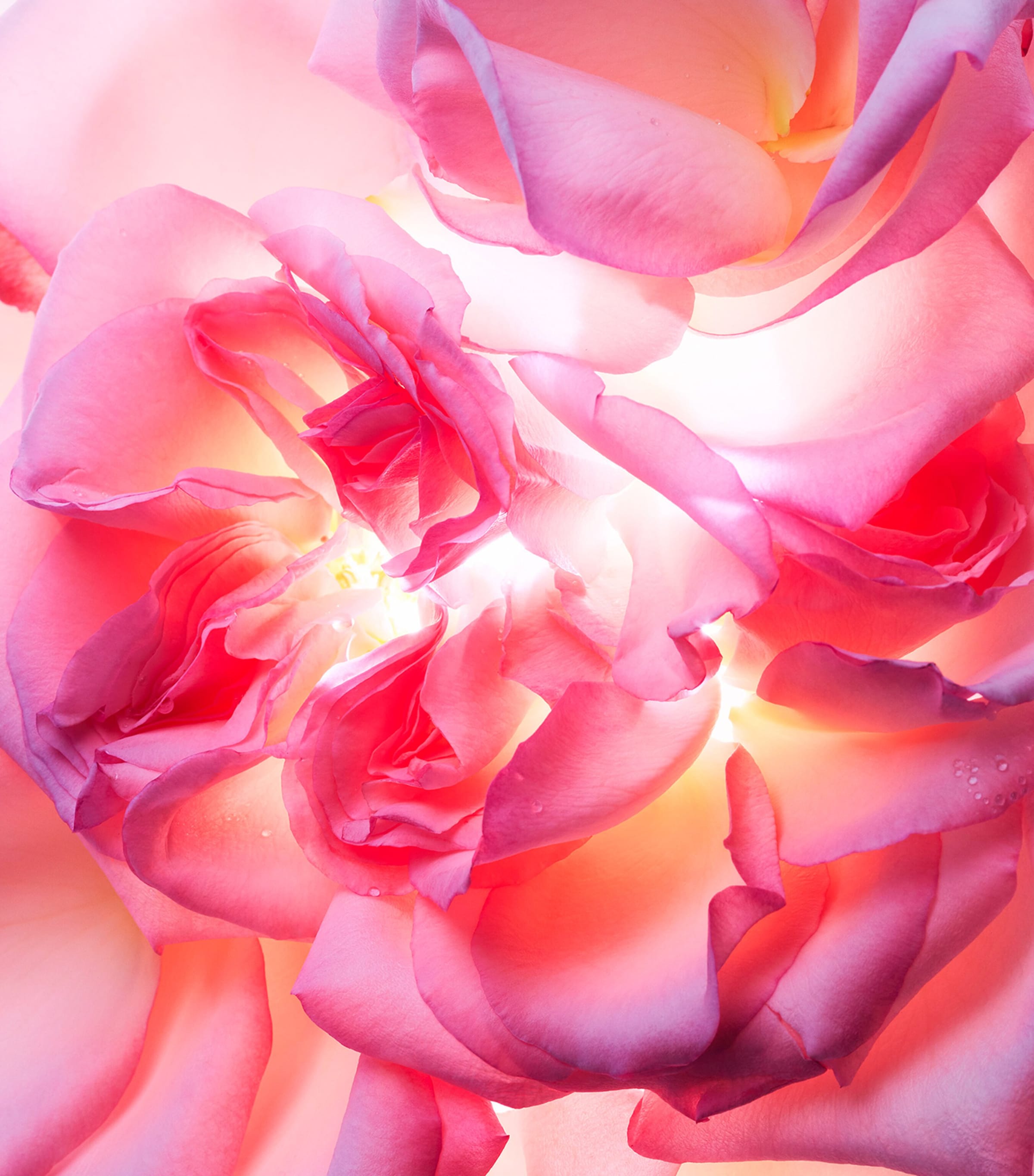 Bvlgari Allegra Magnifying Rose Eau de Parfum (40ml)