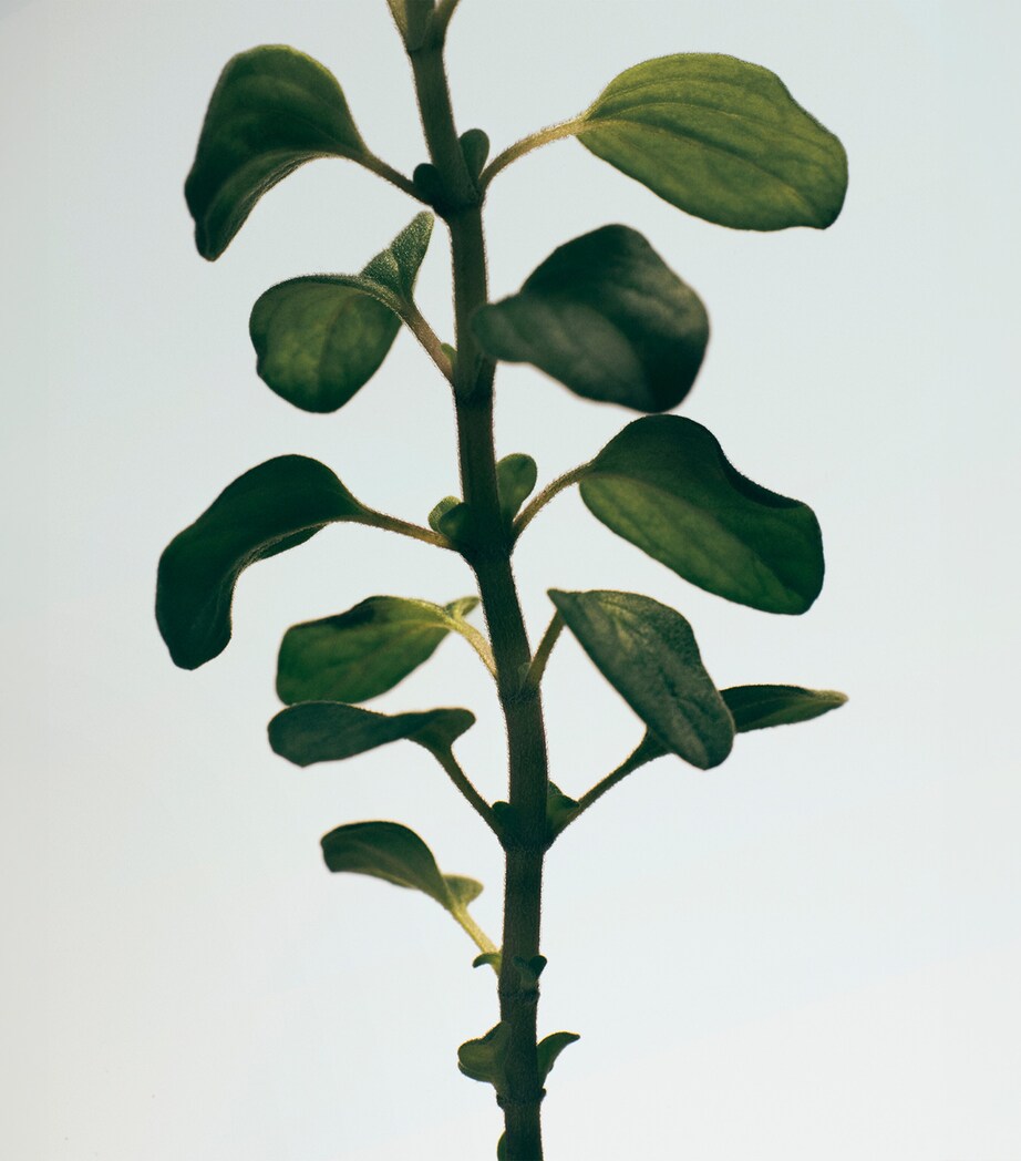 LOEWE Oregano Room Spray (150ml)