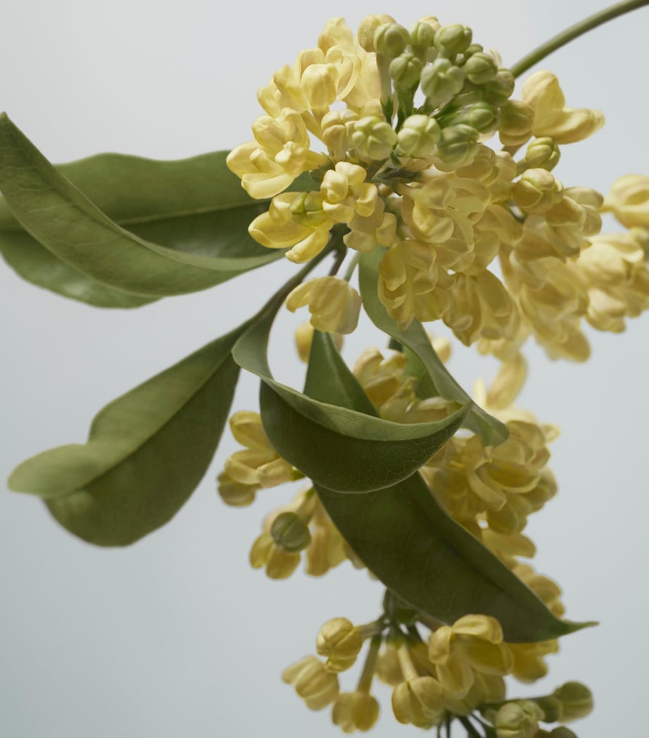 Golden Haze Eau de Parfum (100ml)