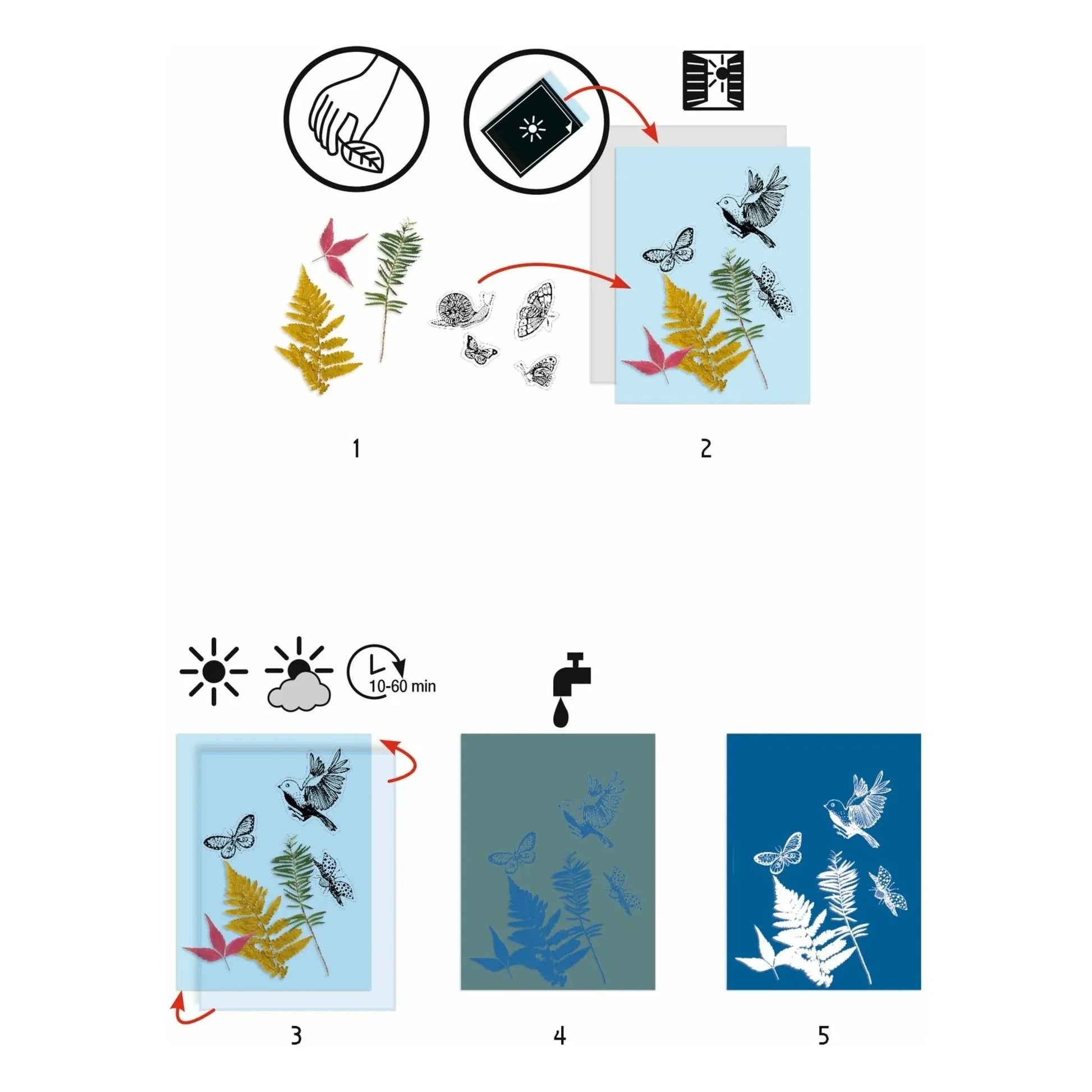 Djeco - My first Cyanotype kit