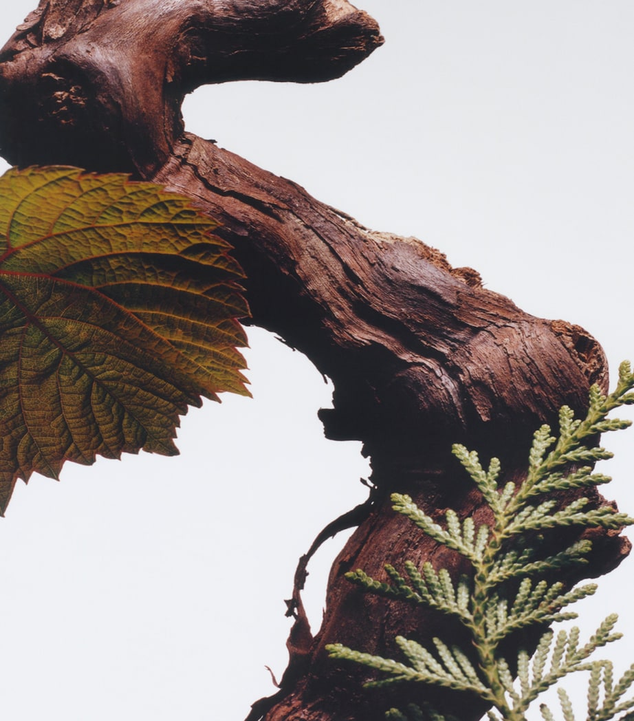 Jo Malone London Cypress & Grapevine Cologne Intense (100ml)