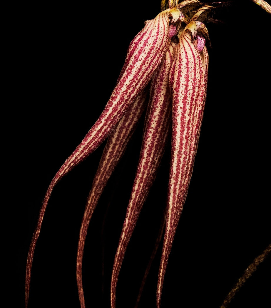 Bal D'Afrique Absolu De Parfum (50ml)