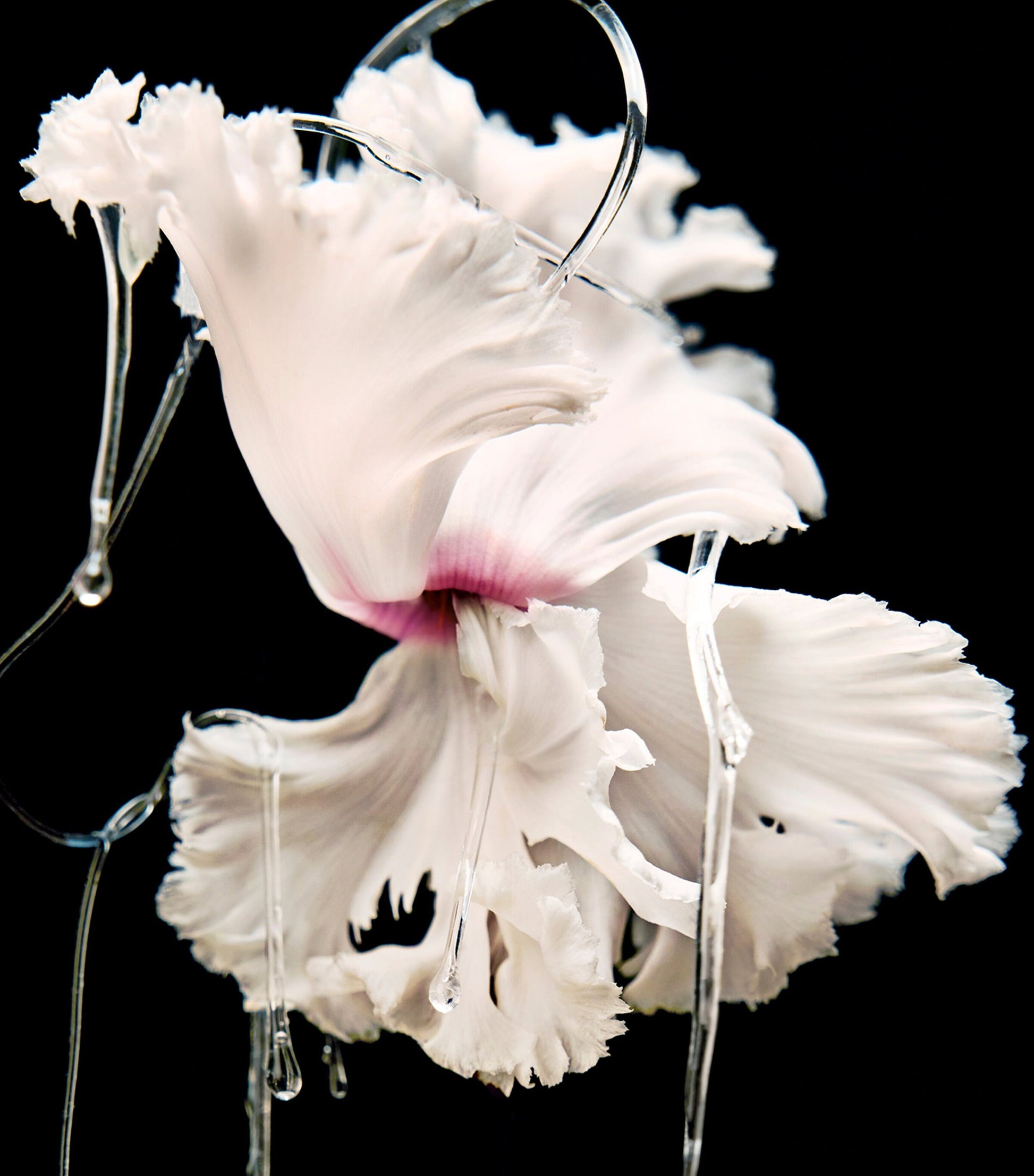 Blanche Absolu de Parfum (50ml)