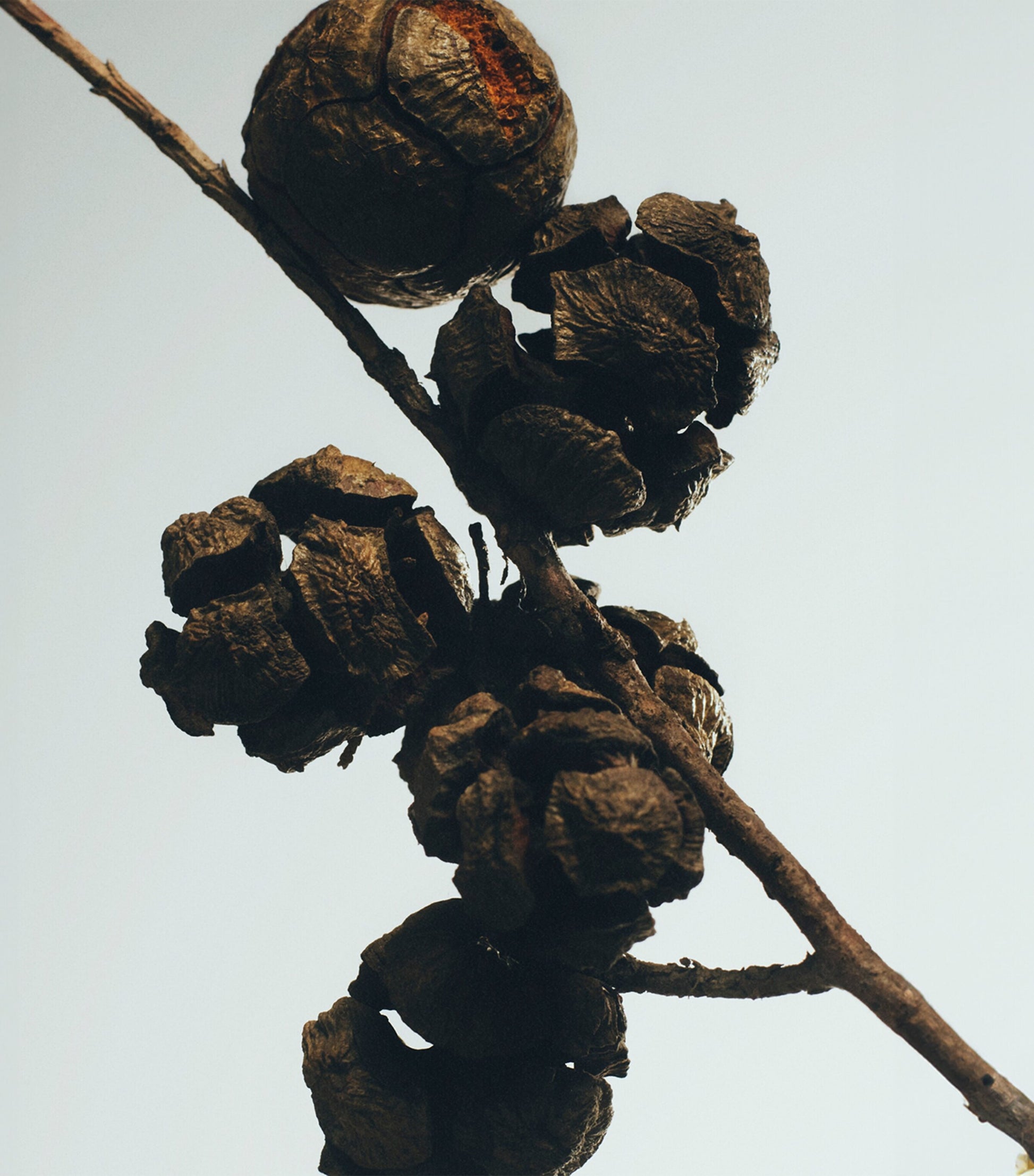 Cypress Balls Chandelier Candle