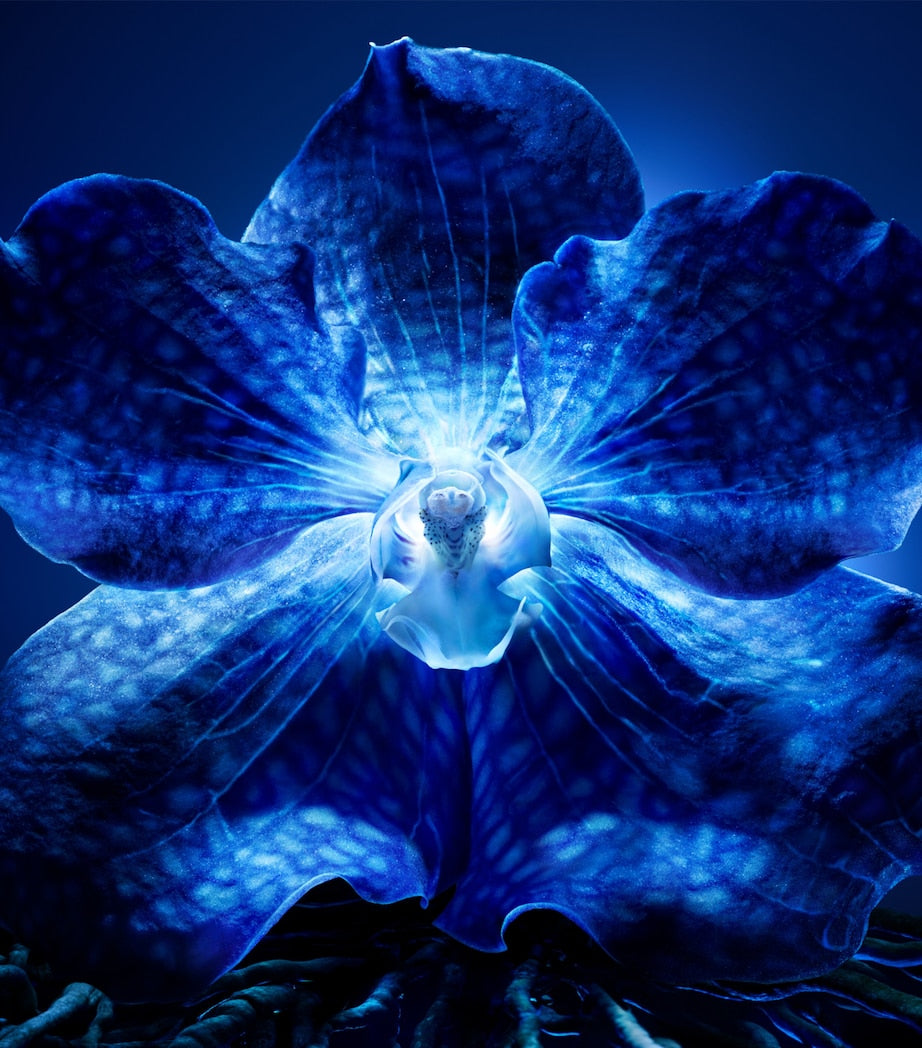 Orchidée Impériale The Longevity Cream (50ml)