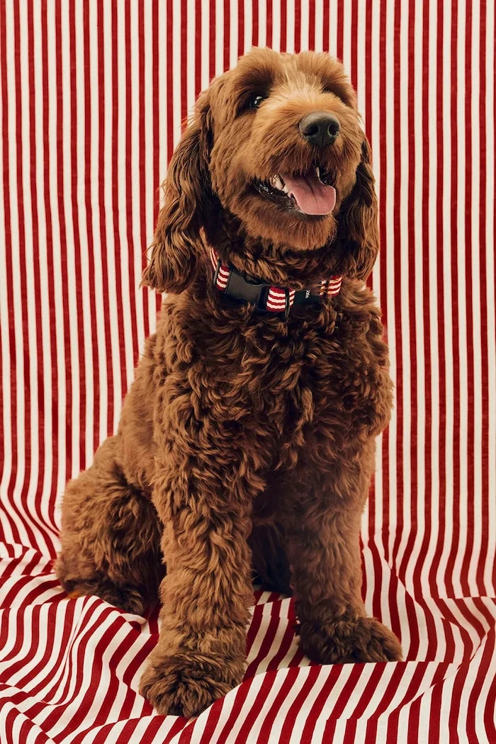 HAY köpek tasması M/L