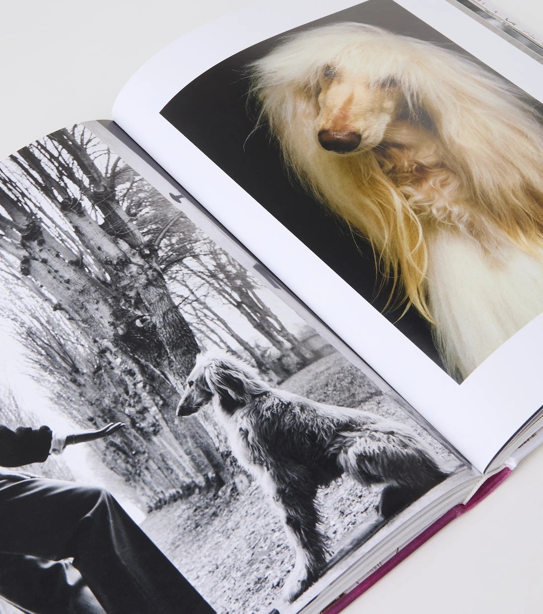 Assouline - Chic Dogs book