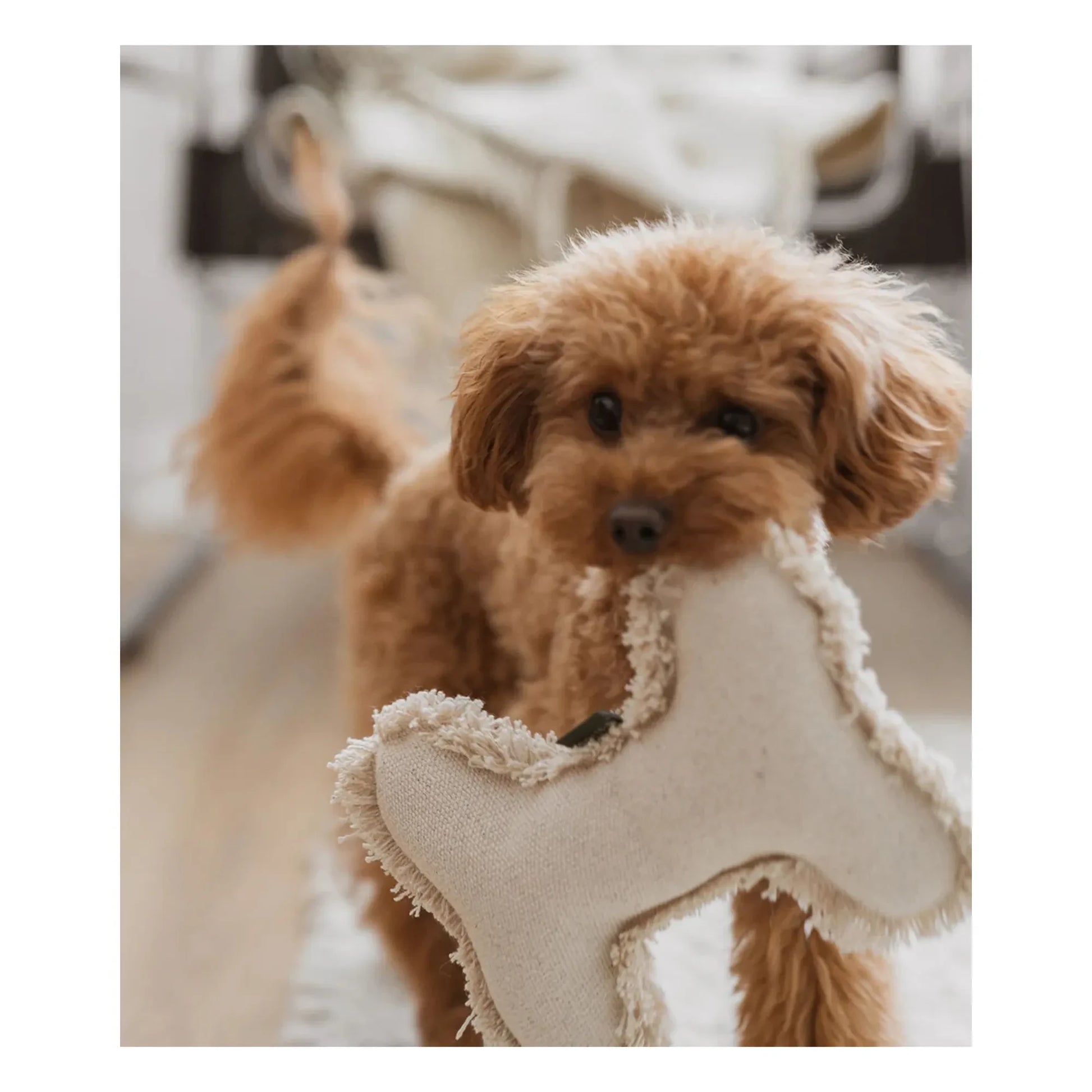Cafide - Bone dog toy | Off-White