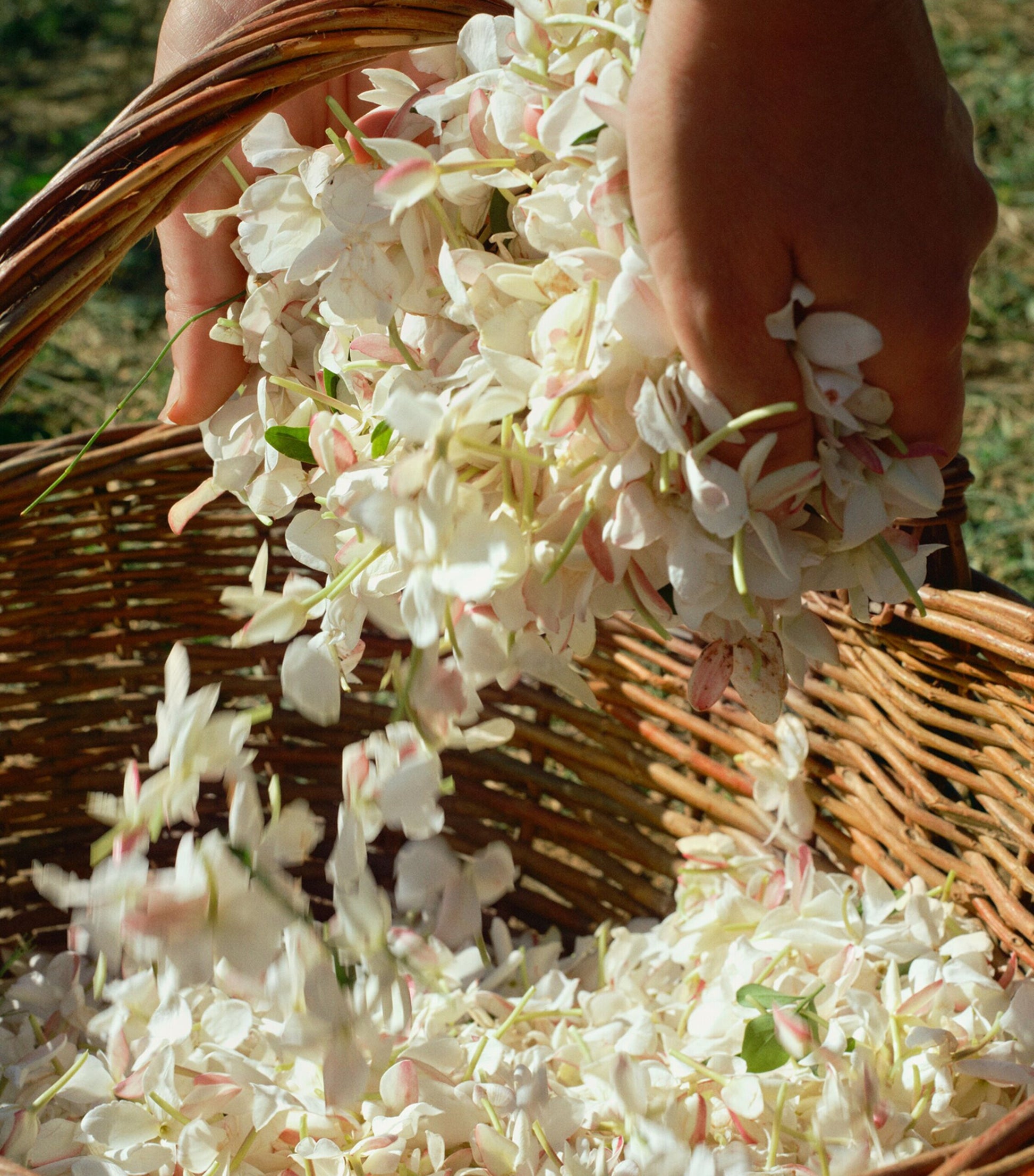 Acqua di Parma Gelsomino a Freddo Eau de Parfum (100ml)