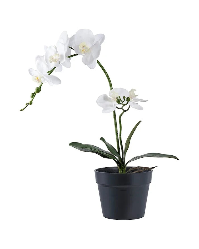 House Nordic Orchid Yapay Saksı Bitkisi