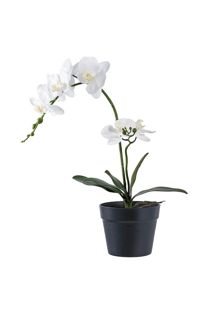 House Nordic Orchid Yapay Saksı Bitkisi
