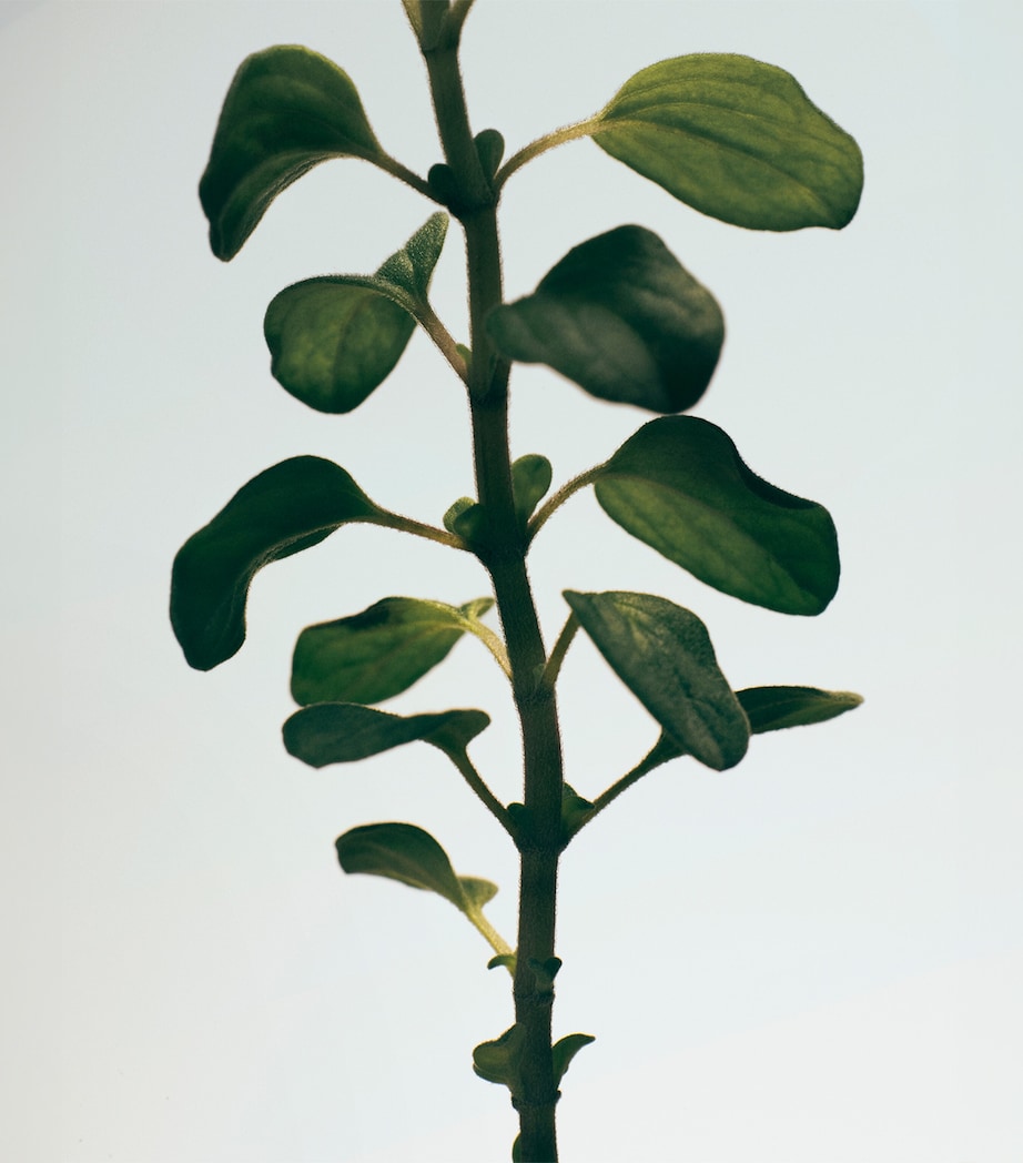 Large Oregano Scented Candle