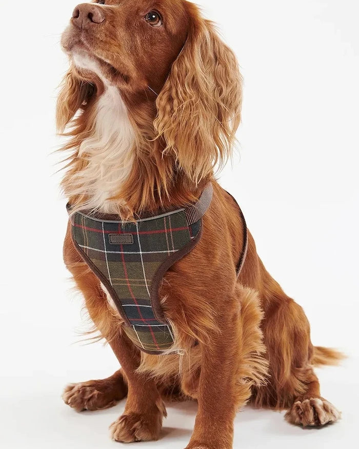Barbour Travel And Exercise Köpek Göğüs Tasması