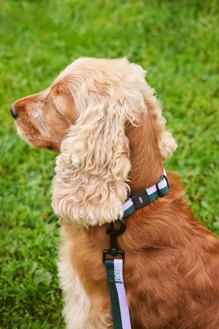 Köpek tasması HAY S/M 2 x 25-45 cm