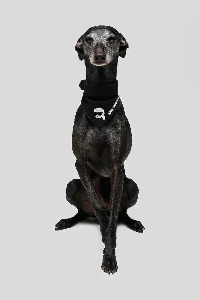 Karl Lagerfeld Ikon Köpek Tasması