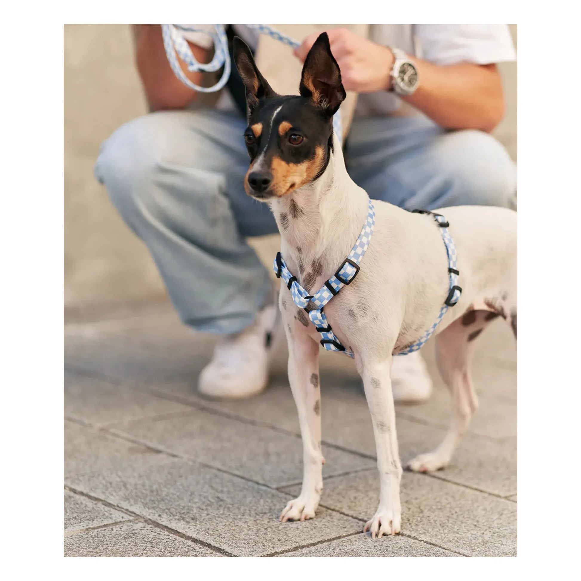 Cafide - Juno dog harness | Light blue