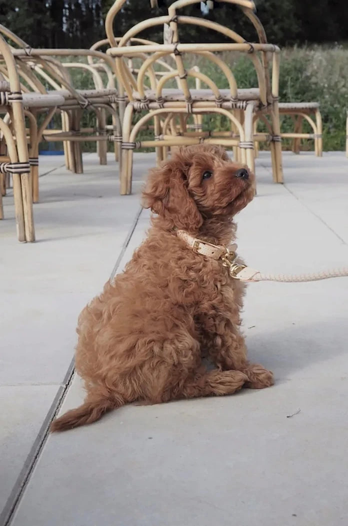 OYOY Perry Köpek Tasması Extra L