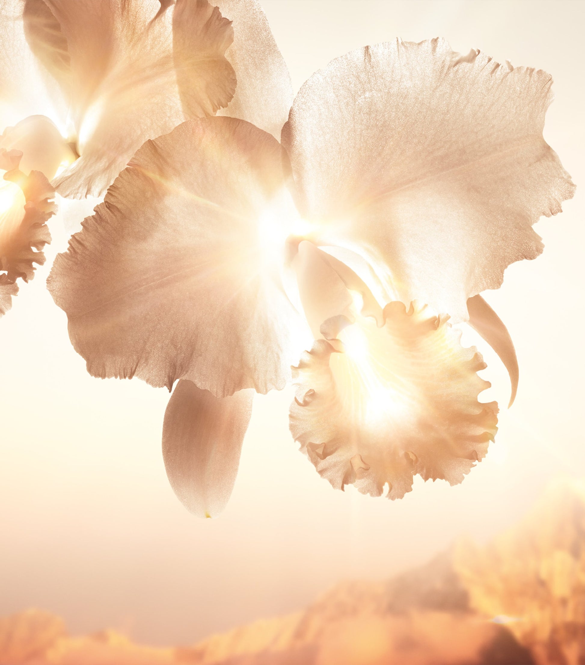 Orchidée Impériale Gold Nobile The Eye Concentrate Treatment (15ml) - Refill